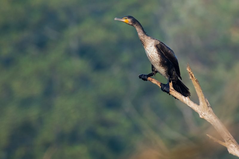 Grand Cormoran en Loire-Atlantique